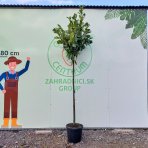  Vavrínovec lekársky (Prunus laurocerasus) ´NOVITA´ - výška 220-240 cm, obvod kmeňa  6/8 cm, kont. C30L (-21°C) NA KMIENKU